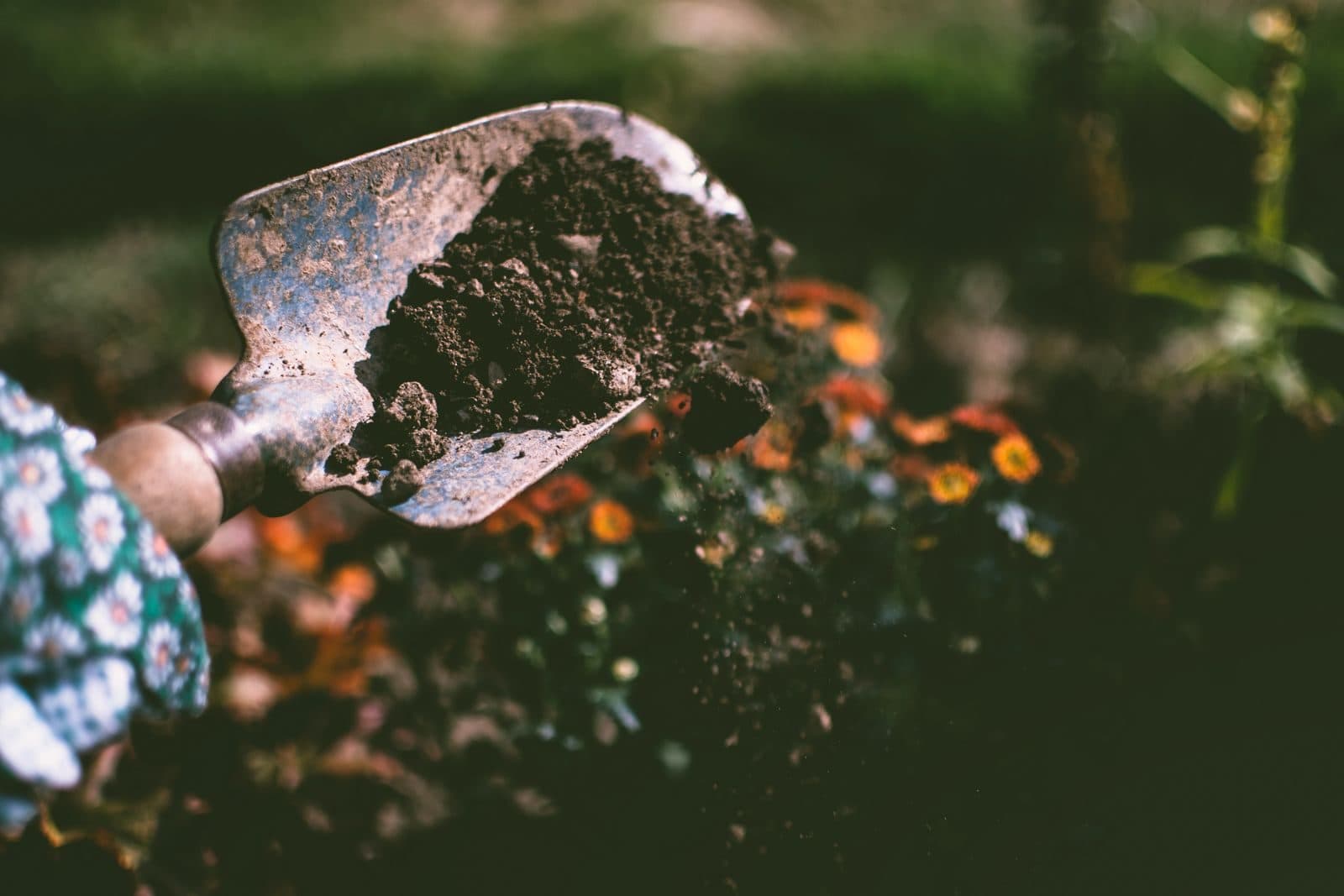 New drought-smart planting